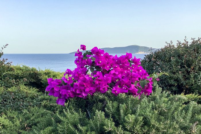 limonari-bay-villas-three-meganisi-lefkada-view-flowers-nature