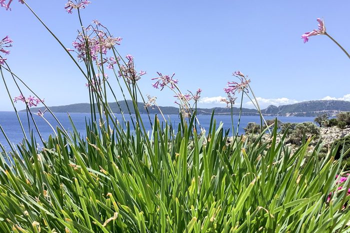 limonari-bay-villas-two-meganisi-lefkada-pool-nature-garden